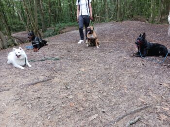 cours collectifs forêt