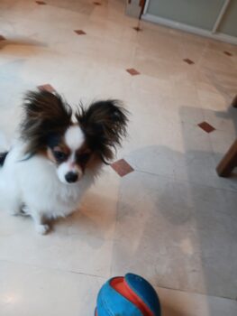 chien papillon