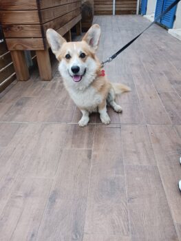 Welsh Corgi Pembroke