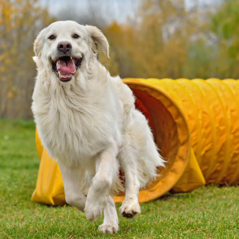 rééducation canine Essonne