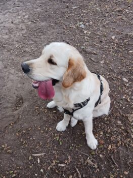 stage comportement chien