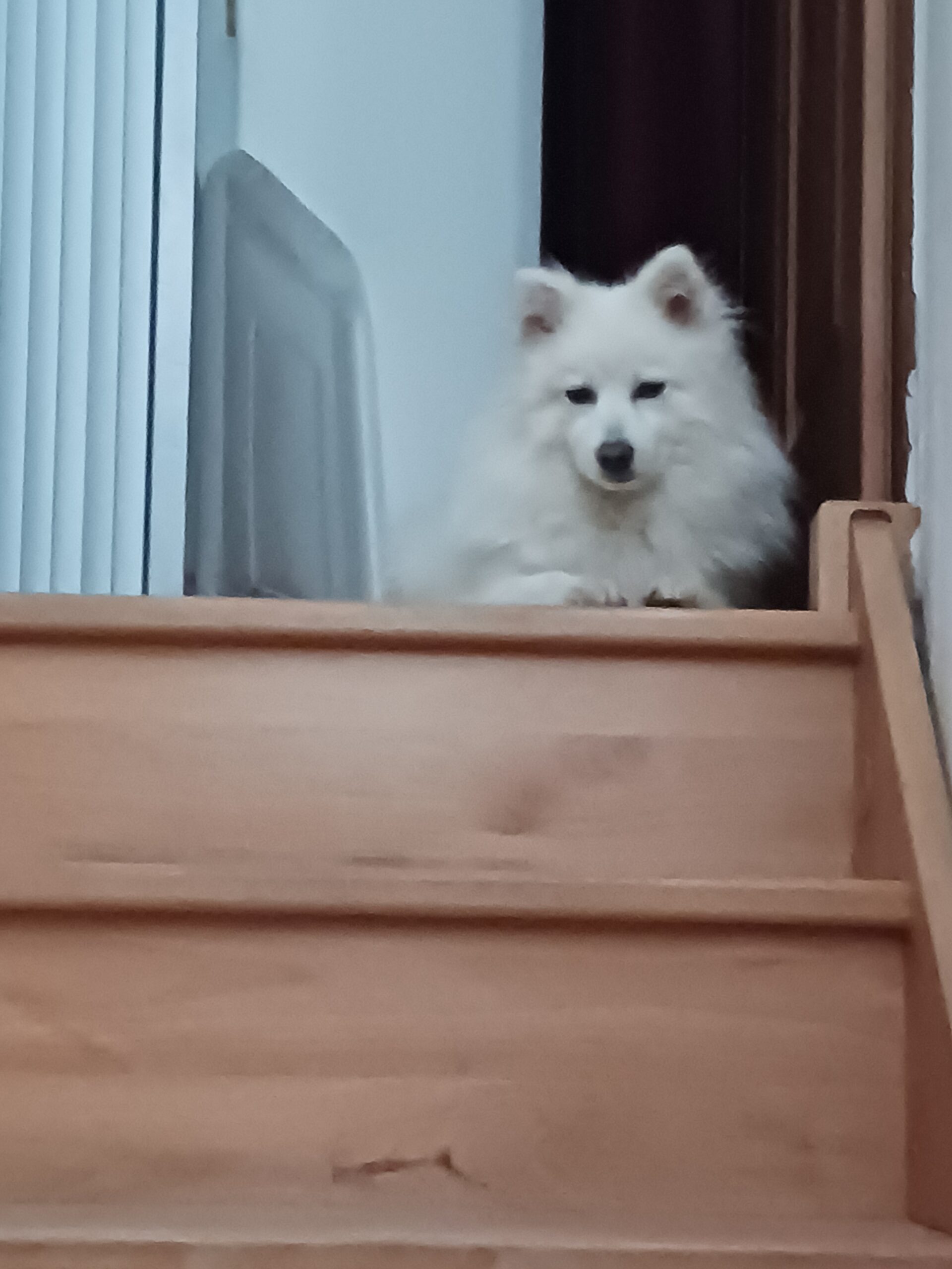 chien qui tire en laisse stage