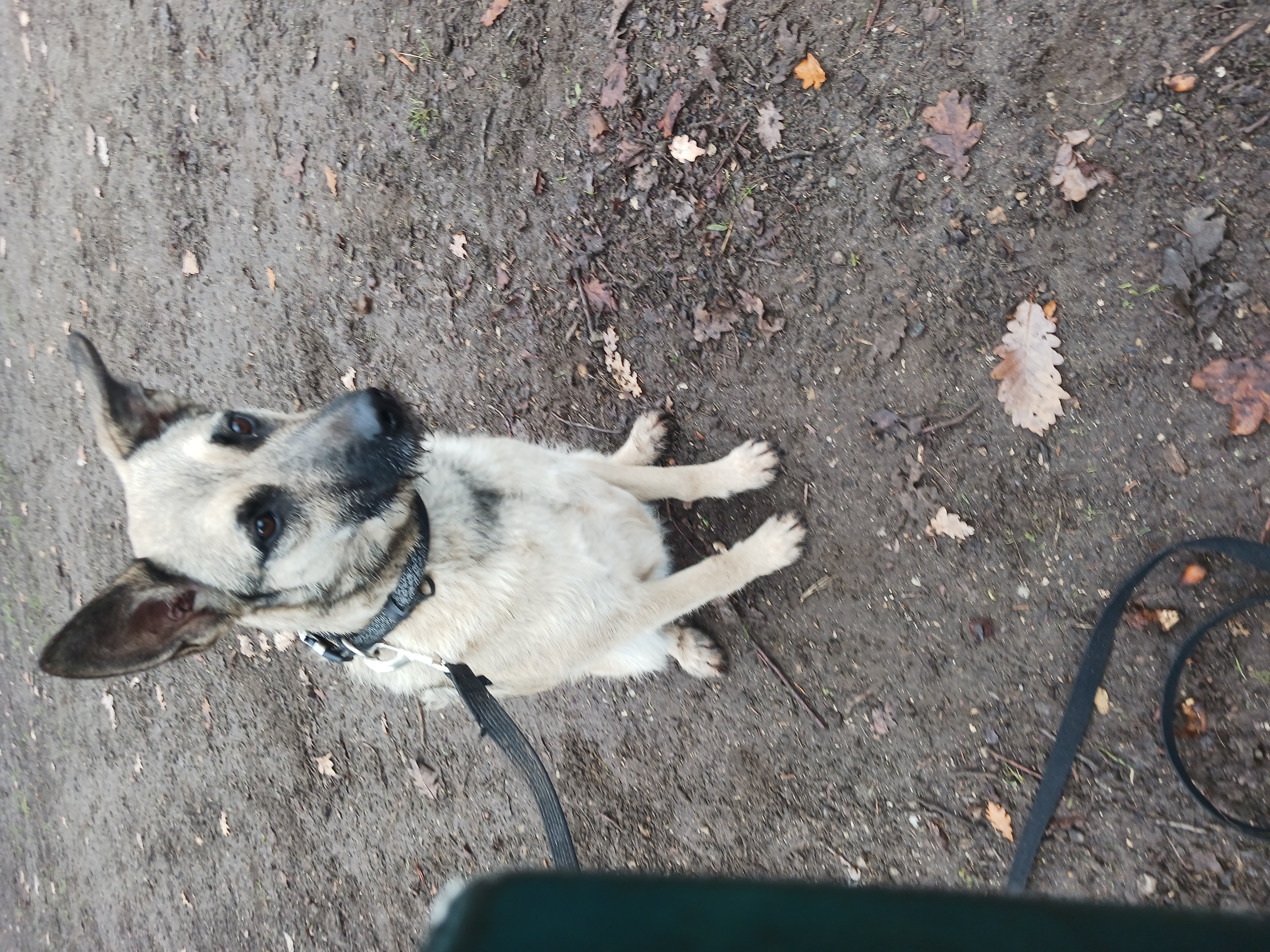 rééducation chien difficile