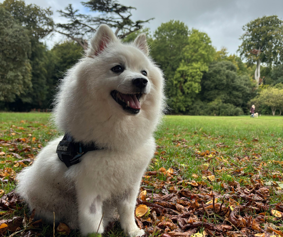 chien spitz japonais aboiement vigilance