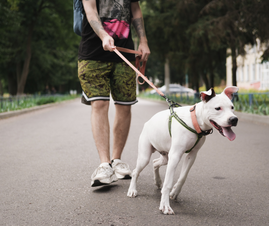 Chien détaché croisant un chien en laisse à Évry