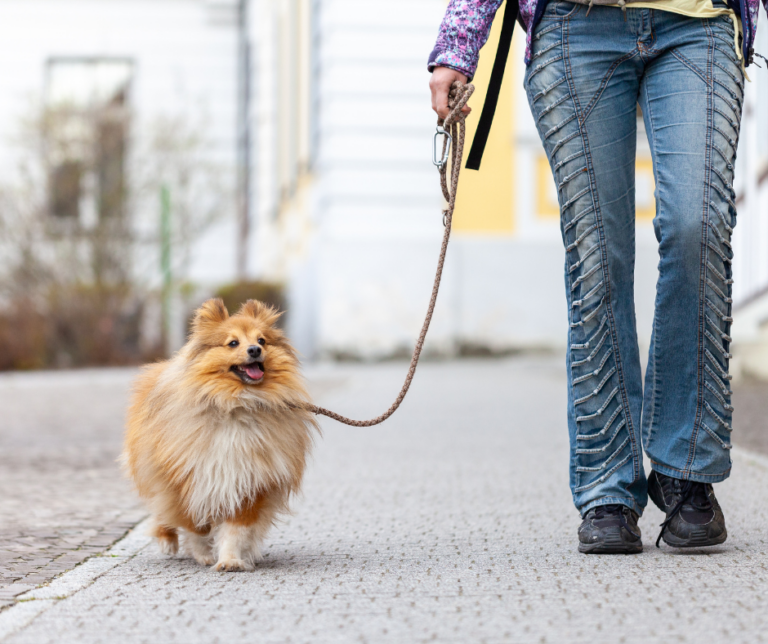Éducateur canin à Évry lors d’une promenade avec un chien
