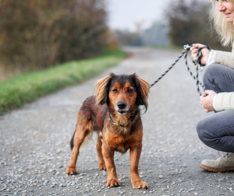 Rencontre entre deux chiens pendant une promenade à Évry