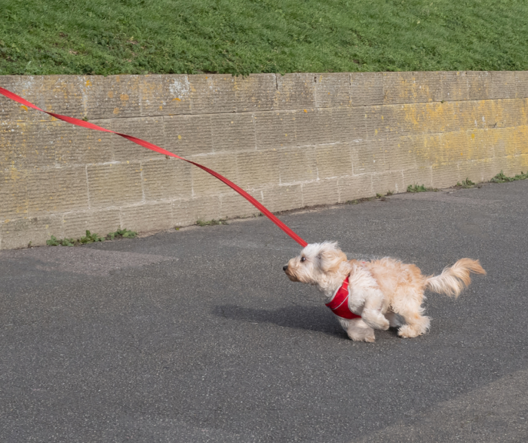 Travail du rappel avec un éducateur canin à Évry