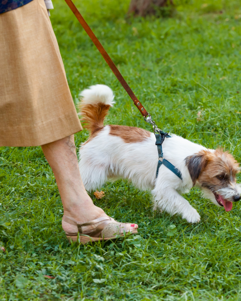 Chien qui apprend à marcher en laisse détendue aux côtés de son propriétaire