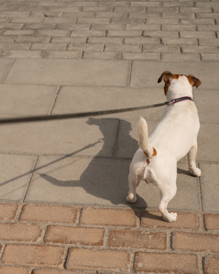 Chien qui tire sur sa laisse pendant une promenade avec son propriétaire