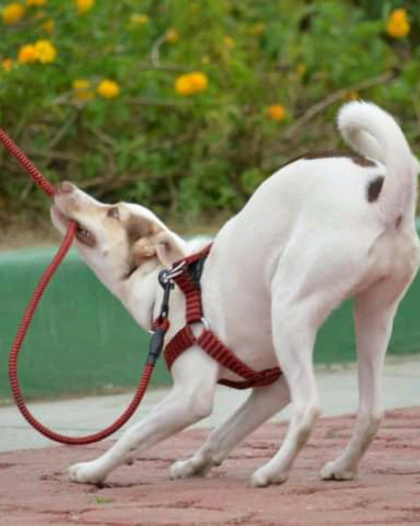 Chien en promenade avec son propriétaire lors d'un exercice de marche en laisse