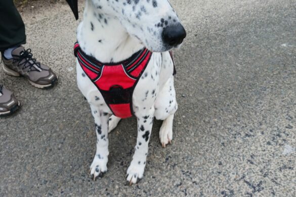 dalmatien dalmatien