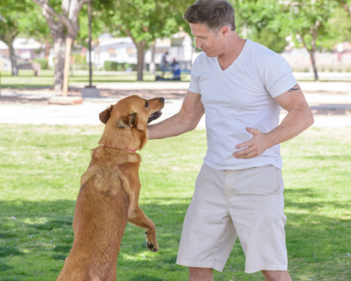 relation homme chien fondée sur la confiance et le respect