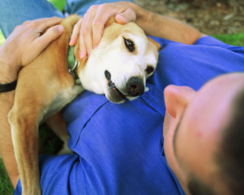 éducation canine positive basée sur la compréhension du chien