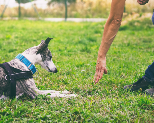 Dresseur de chiens Ste Geneviève-des-Bois